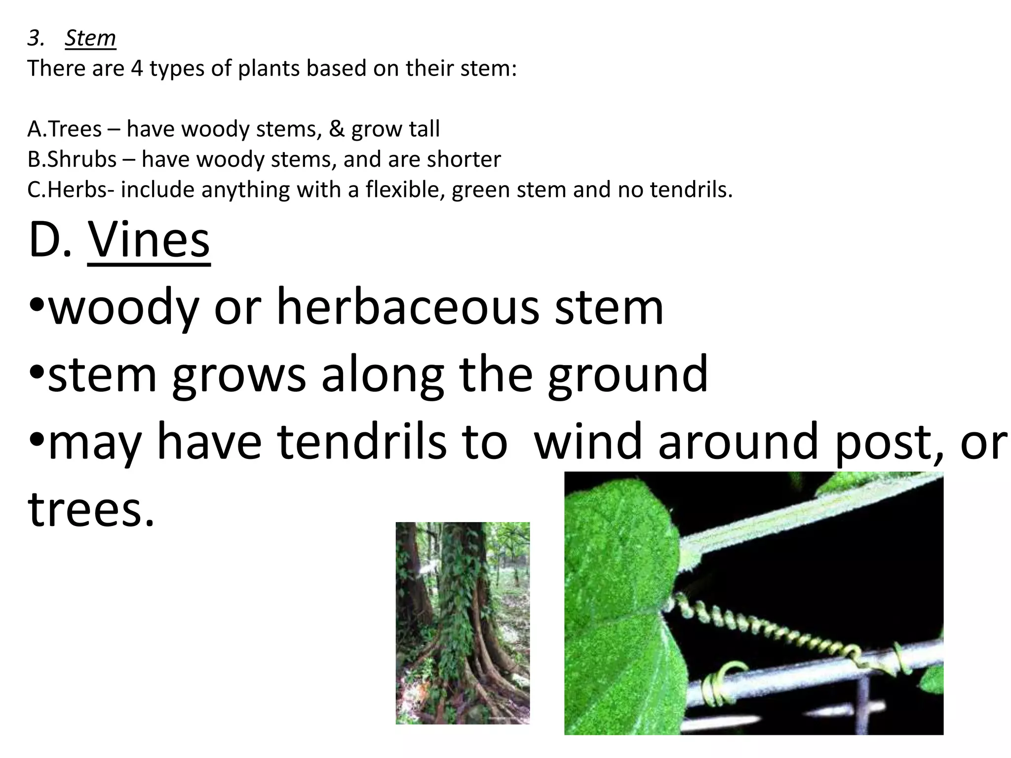 3. Stem
There are 4 types of plants based on their stem:

A.Trees – have woody stems, & grow tall
B.Shrubs – have woody stems, and are shorter
C.Herbs- include anything with a flexible, green stem and no tendrils.

D. Vines
•woody or herbaceous stem
•stem grows along the ground
•may have tendrils to wind around post, or
trees.
 