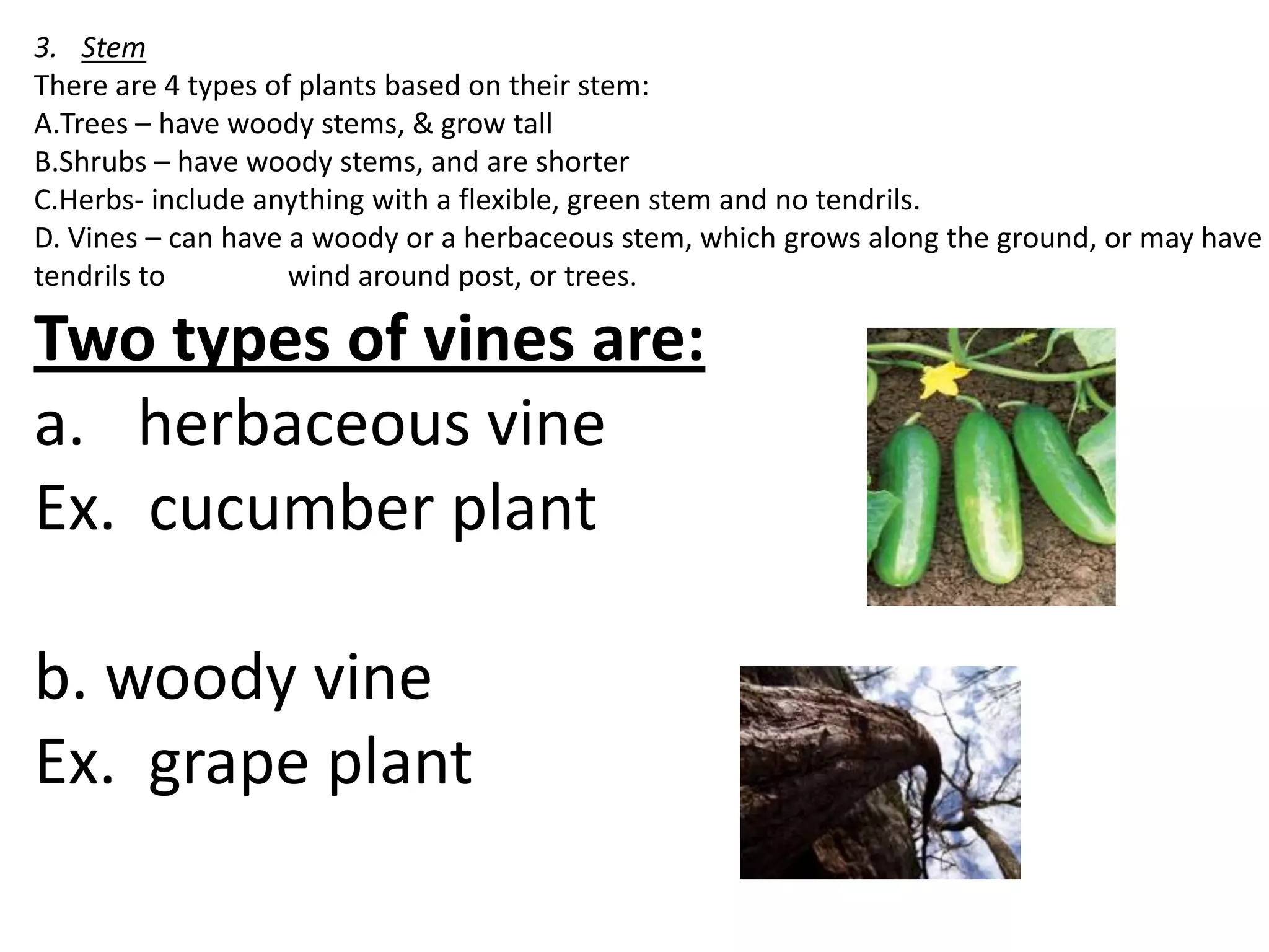 3. Stem
There are 4 types of plants based on their stem:
A.Trees – have woody stems, & grow tall
B.Shrubs – have woody stems, and are shorter
C.Herbs- include anything with a flexible, green stem and no tendrils.
D. Vines – can have a woody or a herbaceous stem, which grows along the ground, or may have
tendrils to         wind around post, or trees.

Two types of vines are:
a. herbaceous vine
Ex. cucumber plant

b. woody vine
Ex. grape plant
 