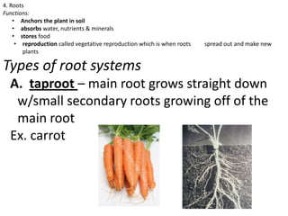 Biology Lesson 1.2 | PPTX