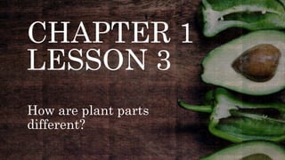 CHAPTER 1
LESSON 3
How are plant parts
different?
 