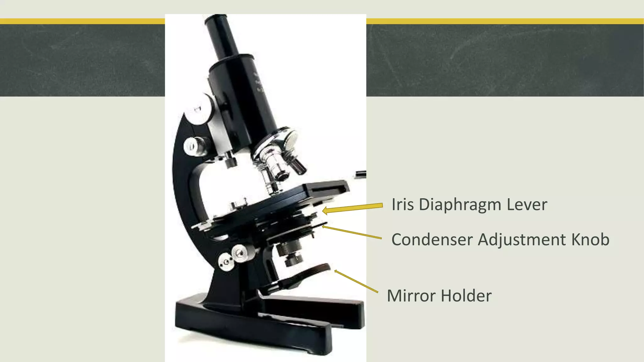 Condenser Adjustment Knob
Iris Diaphragm Lever
Mirror Holder
 