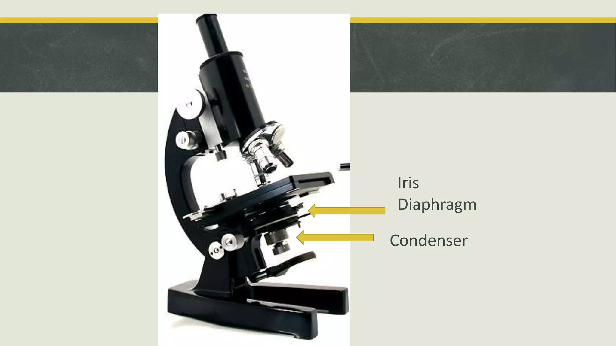 Iris
Diaphragm
Condenser
 