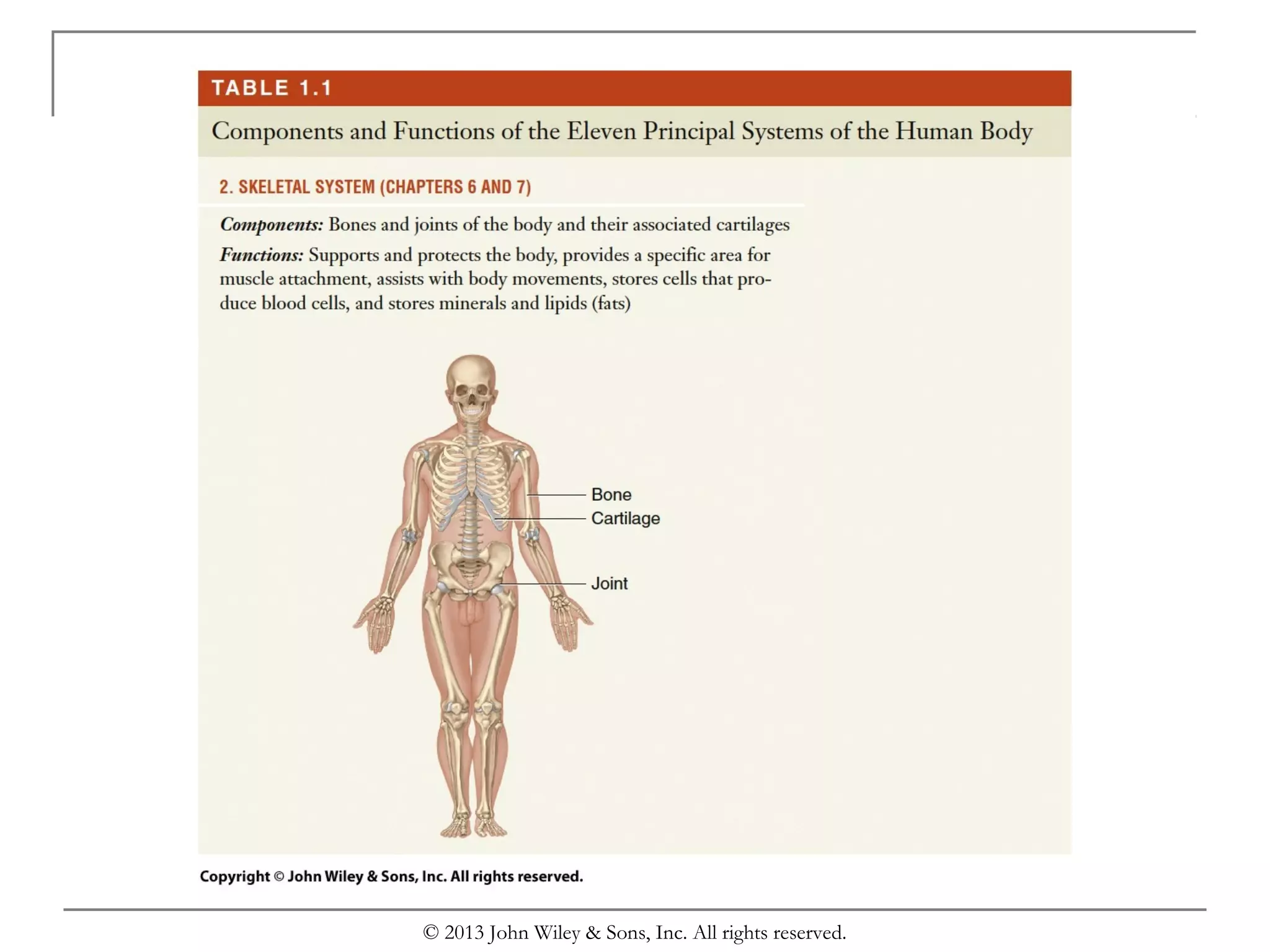 Chapter 1 organization of the human body | PPT
