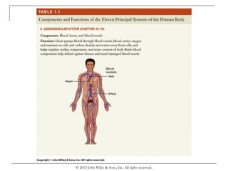 Chapter 1 organization of the human body | PPT