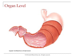 Chapter 1 organization of the human body | PPT