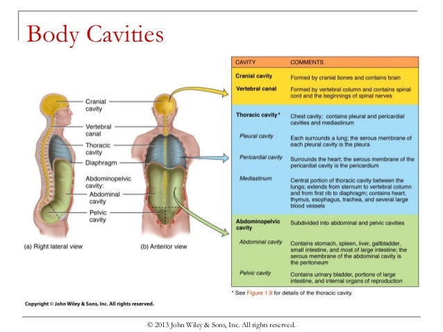 Chapter 1 organization of the human body