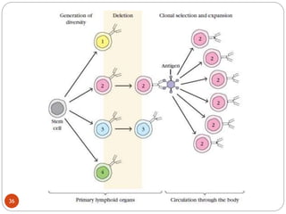 chapter 1 overview of the immune system.pptx