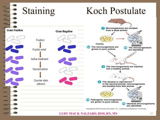 Staining                 Koch Postulate




           LUDY MAE B. NALZARO, BSM, RN, MN   45
 