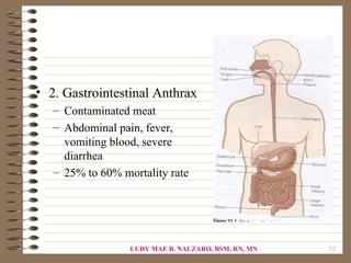 • 2. Gastrointestinal Anthrax
   – Contaminated meat
   – Abdominal pain, fever,
     vomiting blood, severe
     diarrhea
   – 25% to 60% mortality rate




                  LUDY MAE B. NALZARO, BSM, RN, MN   53
 