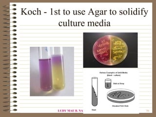 Koch - 1st to use Agar to solidify
         culture media




         LUDY MAE B. NALZARO, BSM, RN, MN   56
 