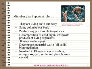 •   Microbes play important roles…

     –    They are living on/in our body
     –    Some colonize our body
     –    Produce oxygen thru photosynthesis
     –    Decomposition of dead organisms/waste
          products of living organisms
         • Decomposers/saprophyte
     – Decompose industrial waste (oil spills) –
       bioremediation
     – Involved in Elemental cycle (carbon,
       nitrogen,oxygen, sulfur and phosphorous
       cycles)

                      LUDY MAE B. NALZARO, BSM, RN, MN   6
 