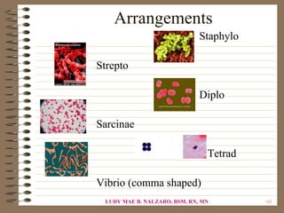 Arrangements
                              Staphylo

Strepto

                              Diplo

Sarcinae

                                Tetrad

Vibrio (comma shaped)
 LUDY MAE B. NALZARO, BSM, RN, MN        60
 