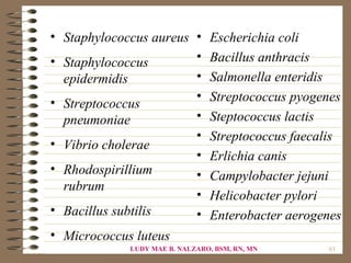• Staphylococcus aureus • Escherichia coli
• Staphylococcus        • Bacillus anthracis
  epidermidis           • Salmonella enteridis
                        • Streptococcus pyogenes
• Streptococcus
  pneumoniae            • Steptococcus lactis
                        • Streptococcus faecalis
• Vibrio cholerae
                        • Erlichia canis
• Rhodospirillium       • Campylobacter jejuni
  rubrum
                        • Helicobacter pylori
• Bacillus subtilis     • Enterobacter aerogenes
• Micrococcus luteus
             LUDY MAE B. NALZARO, BSM, RN, MN   61
 