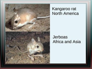 Kangaroo rat
North America
Jerboas
Africa and Asia
 