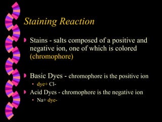 Staining Reaction Stains - salts composed of a positive and negative ion, one of which is colored  (chromophore) Basic Dyes -  chromophore is the positive ion dye+  Cl- Acid Dyes - chromophore is the negative ion Na+   dye- 