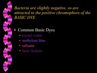 Bacteria are slightly negative, so are attracted to the positive chromophore of the BASIC DYE Common Basic Dyes crystal violet methylene blue safranin basic fuchsin 