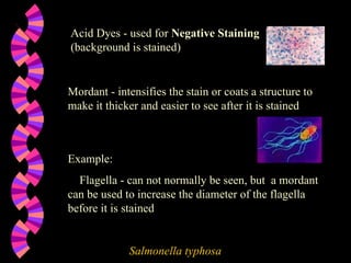 Acid Dyes - used for  Negative Staining  (background is stained) Mordant - intensifies the stain or coats a structure to make it thicker and easier to see after it is stained Example: Flagella - can not normally be seen, but  a mordant can be used to increase the diameter of the flagella before it is stained Salmonella typhosa 