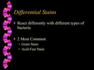 Differential Stains React differently with different types of bacteria 2 Most Common Gram Stain Acid-Fast Stain 