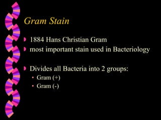 Gram Stain 1884 Hans Christian Gram most important stain used in Bacteriology Divides all Bacteria into 2 groups: Gram (+) Gram (-) 