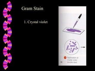 Gram Stain 1. Crystal violet 