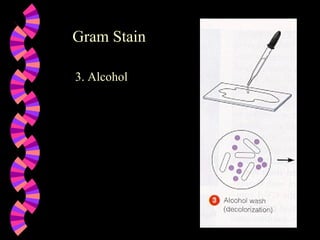 Gram Stain 3. Alcohol 