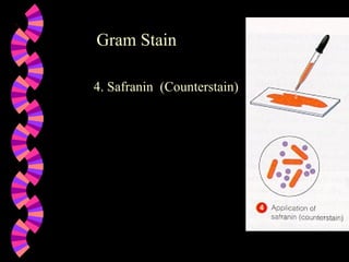 Gram Stain 4. Safranin  (Counterstain) 