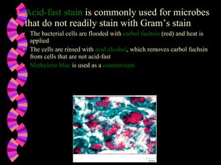Acid-fast stain  is commonly used for microbes that do not readily stain with Gram’s stain The bacterial cells are flooded with  carbol fuchsin  (red) and heat is applied The cells are rinsed with  acid alcohol , which removes carbol fuchsin from cells that are not acid-fast Methylene blue  is used as a  counterstain 