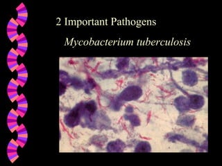 2 Important Pathogens Mycobacterium tuberculosis 
