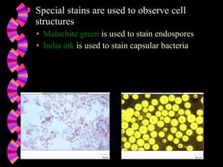 Special stains are used to observe cell structures Malachite green  is used to stain endospores India ink  is used to stain capsular bacteria 