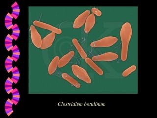 Clostridium botulinum 