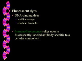 Fluorescent dyes DNA-binding dyes acridine orange ethidium bromide Immunofluorescence  relies upon a fluorescently-labeled antibody specific to a cellular component 