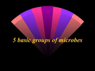 5 basic groups of microbes 
