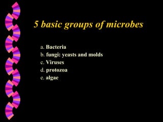 a.  Bacteria b.  fungi: yeasts and molds c.  Viruses d.  protozoa   e.  algae 5 basic groups of microbes 