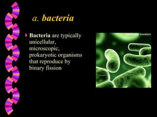 a.  bacteria Bacteria  are typically unicellular, microscopic, prokaryotic organisms that reproduce by binary fission  