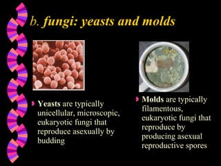 b.  fungi: yeasts and molds Yeasts  are typically unicellular, microscopic, eukaryotic fungi that reproduce asexually by budding Molds  are typically filamentous, eukaryotic fungi that reproduce by producing asexual reproductive spores 