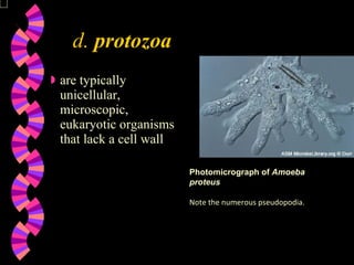 d.  protozoa   are typically unicellular, microscopic, eukaryotic organisms that lack a cell wall Photomicrograph of  Amoeba proteus Note the numerous pseudopodia. 
