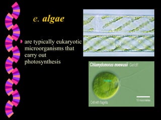 e.  algae are typically eukaryotic microorganisms that carry out photosynthesis 