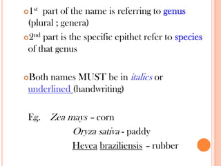 1st part of the name is referring to genus
(plural ; genera)
2nd part is the specific epithet refer to species
of that genus
Both names MUST be in italics or
underlined (handwriting)
Eg. Zea mays – corn
Oryza sativa - paddy
Hevea braziliensis – rubber
 