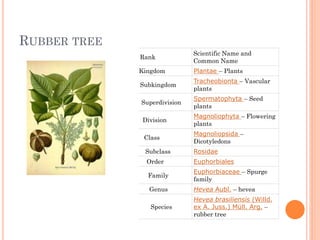 RUBBER TREE
Rank
Scientific Name and
Common Name
Kingdom Plantae – Plants
Subkingdom
Tracheobionta – Vascular
plants
Superdivision
Spermatophyta – Seed
plants
Division
Magnoliophyta – Flowering
plants
Class
Magnoliopsida –
Dicotyledons
Subclass Rosidae
Order Euphorbiales
Family
Euphorbiaceae – Spurge
family
Genus Hevea Aubl. – hevea
Species
Hevea brasiliensis (Willd.
ex A. Juss.) Müll. Arg. –
rubber tree
 