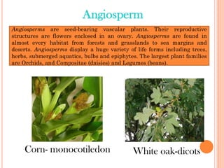 Angiosperm
Corn- monocotiledon White oak-dicots
Angiosperms are seed-bearing vascular plants. Their reproductive
structures are flowers enclosed in an ovary. Angiosperms are found in
almost every habitat from forests and grasslands to sea margins and
deserts. Angiosperms display a huge variety of life forms including trees,
herbs, submerged aquatics, bulbs and epiphytes. The largest plant families
are Orchids, and Compositae (daisies) and Legumes (beans).
 