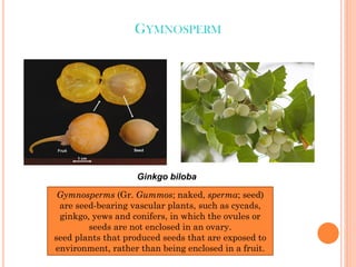 GYMNOSPERM
Ginkgo biloba
Gymnosperms (Gr. Gummos; naked, sperma; seed)
are seed-bearing vascular plants, such as cycads,
ginkgo, yews and conifers, in which the ovules or
seeds are not enclosed in an ovary.
seed plants that produced seeds that are exposed to
environment, rather than being enclosed in a fruit.
 