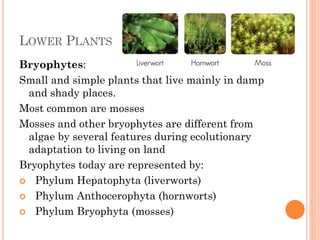 LOWER PLANTS
Bryophytes:
Small and simple plants that live mainly in damp
and shady places.
Most common are mosses
Mosses and other bryophytes are different from
algae by several features during ecolutionary
adaptation to living on land
Bryophytes today are represented by:
 Phylum Hepatophyta (liverworts)
 Phylum Anthocerophyta (hornworts)
 Phylum Bryophyta (mosses)
 