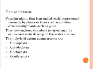 GYMNOSPERMS
Vascular plants that bear naked seeds, represented
normally by plants or trees such as conifers,
cone-bearing plants such as pines.
They lack enclosed chambers (ovaries) and the
ovules and seeds develop on the scales of cones
The 4 phyla of extant gymnosperms are:
1. Ginkophyta
2. Cycadophyta
3. Gnetophyta
4. Coniferphyta
 