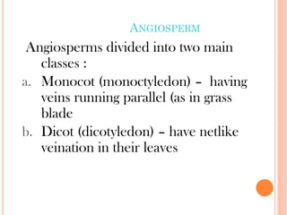 ANGIOSPERM
Angiosperms divided into two main
classes :
a. Monocot (monoctyledon) – having
veins running parallel (as in grass
blade
b. Dicot (dicotyledon) – have netlike
veination in their leaves
 