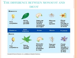 THE DIFFERENCE BETWEEN MONOCOT AND
DICOT
 