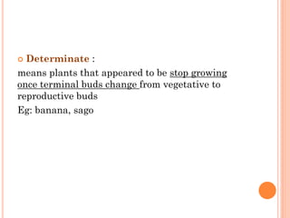  Determinate :
means plants that appeared to be stop growing
once terminal buds change from vegetative to
reproductive buds
Eg: banana, sago
 