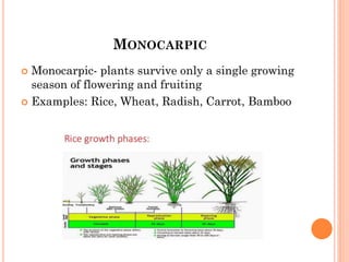 MONOCARPIC
 Monocarpic- plants survive only a single growing
season of flowering and fruiting
 Examples: Rice, Wheat, Radish, Carrot, Bamboo
 