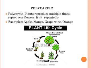 POLYCARPIC
 Polycarpic- Plants reproduce multiple times;
reproduces flowers, fruit repeatedly
 Examples: Apple, Mango, Grape wine, Orange
 