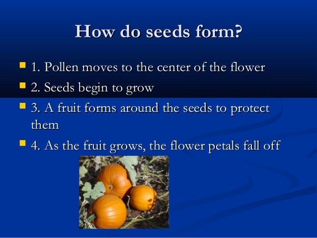 chapter 1 plants how do seeds form