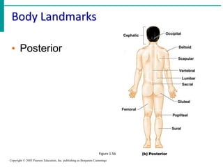 The Human Body: An Orientaion | PPTX